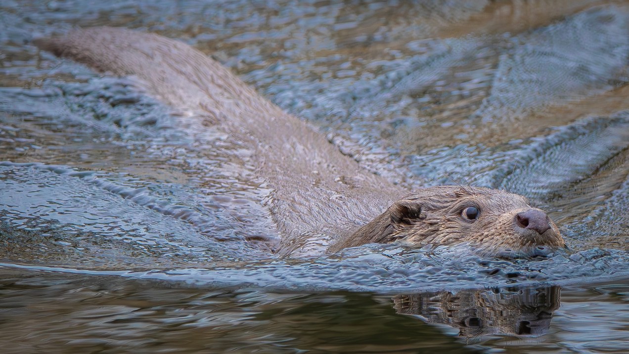 Lingewaard Natuurlijk haalt de otterspecialist naar Bemmel