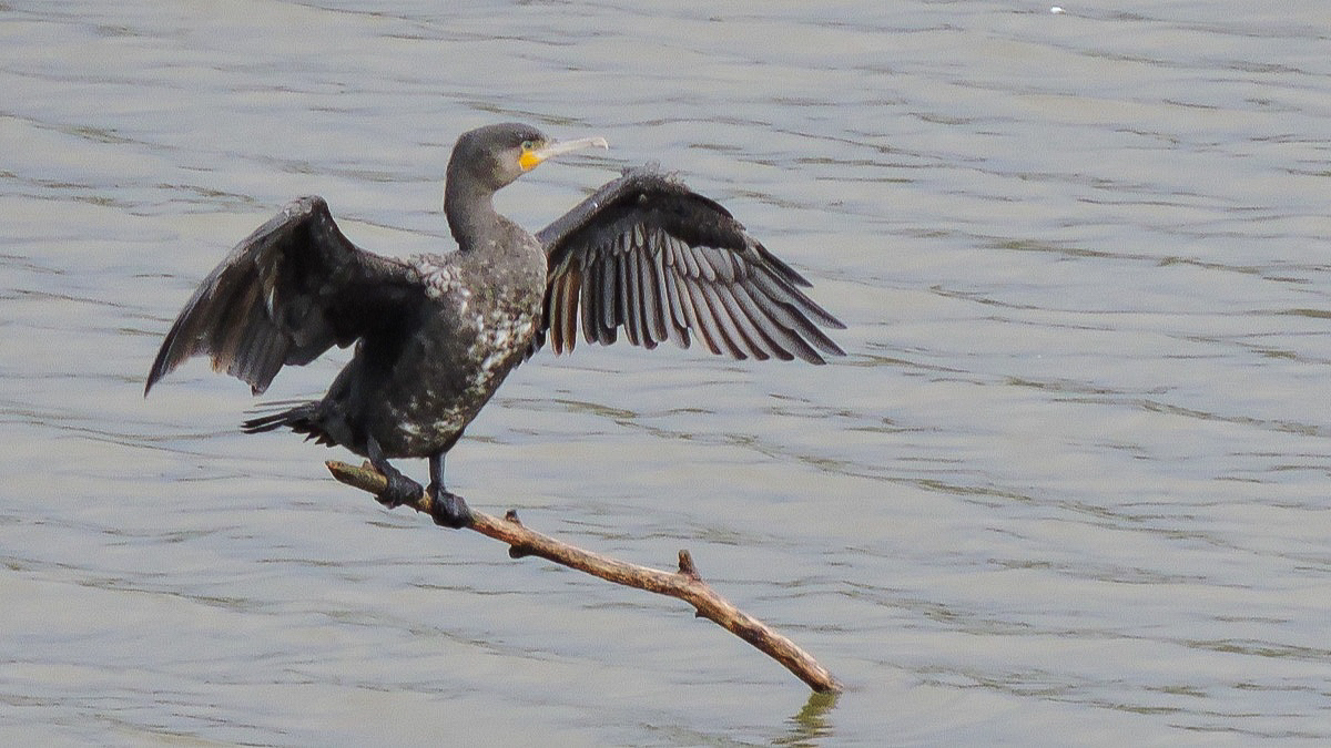 16 NOVEMBER: STRUINTOCHT DOOR DE ANGERENSE POLDER