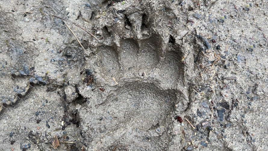 21 december: Spoorzoeken in de Bemmelse polder