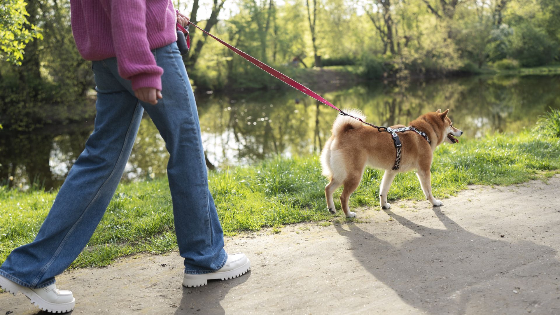 Lingewaard schaft hondenbelasting af: één duidelijke regel voor de hele gemeente