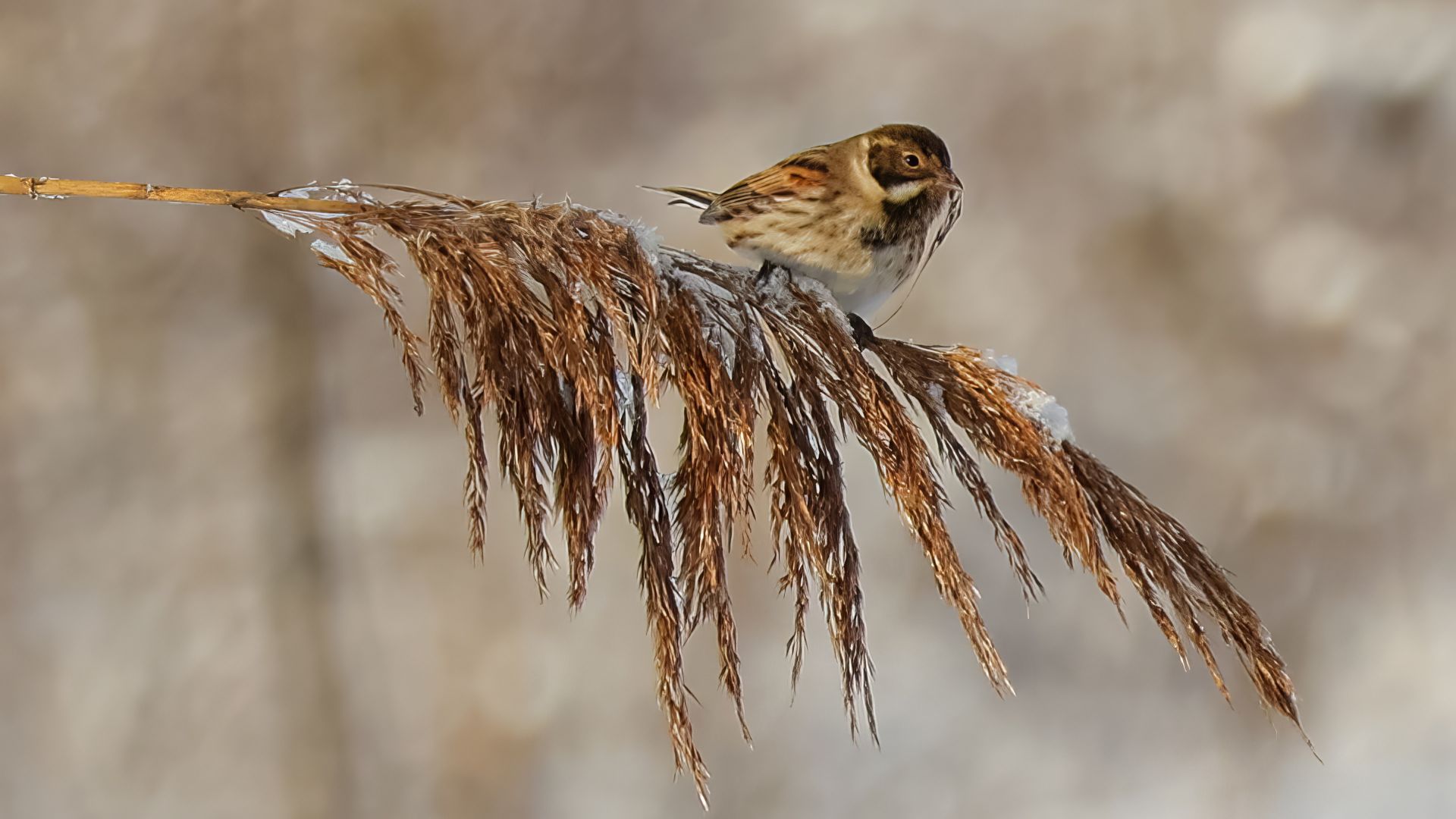 Vliegende wintergasten trekken naar het Waterrijk