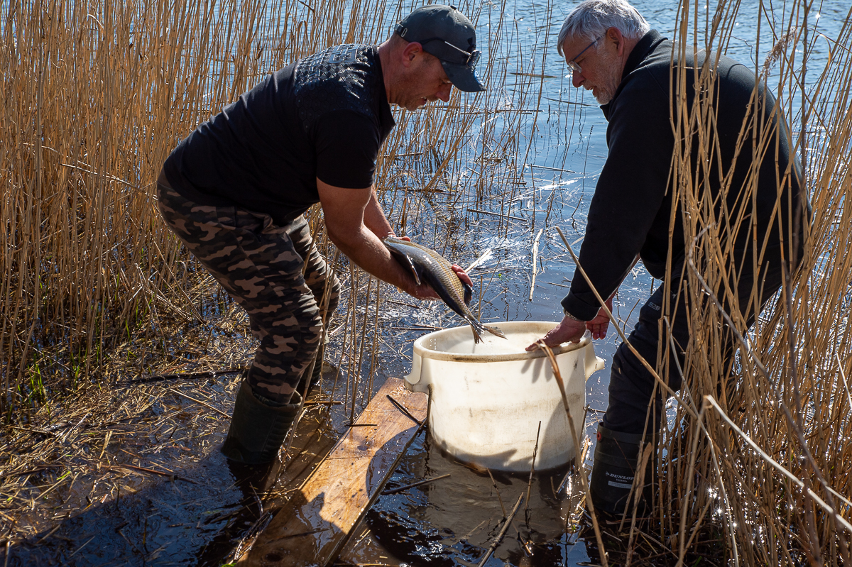 Brasemuitzetting vraagt doorzettingsvermogen van vrijwilligers