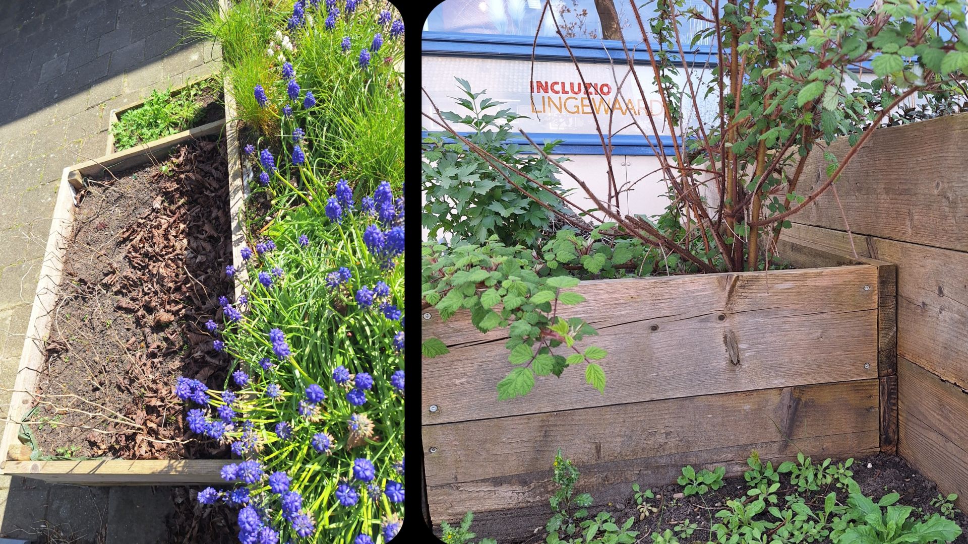 Oproep: help mee met de kruidenmoestuin aan de Cuperstraat Bemmel.