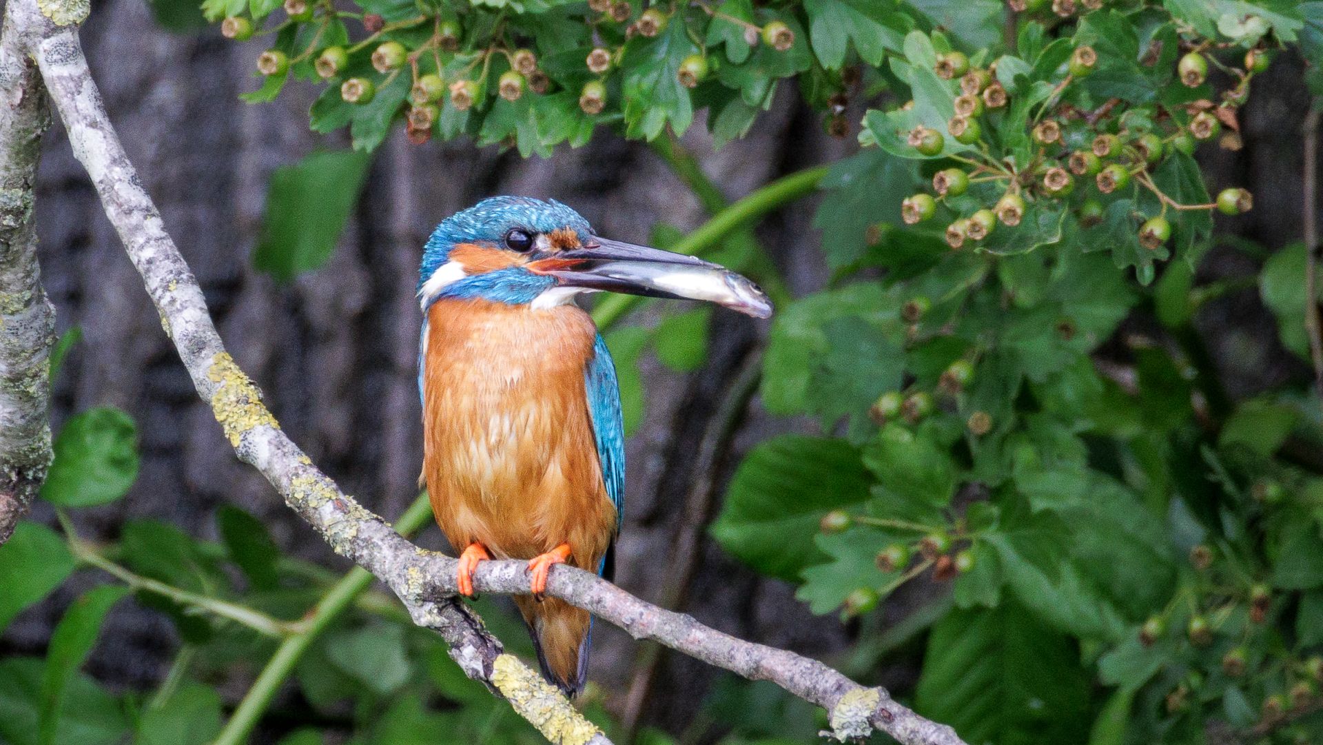 Struinen in de Bemmelse Polder.